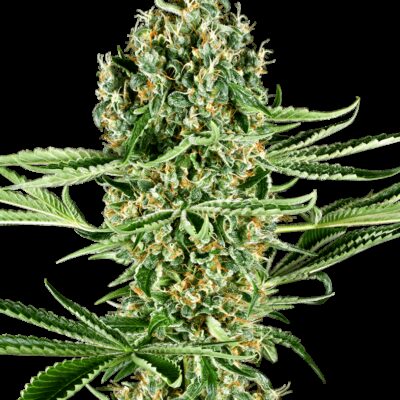 Critical Runtz - Alchimia