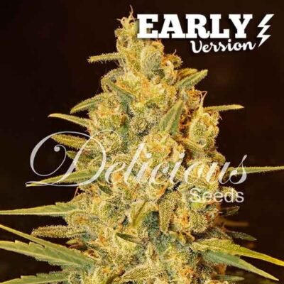 Critical Sensi Star Early Version - Alchimia