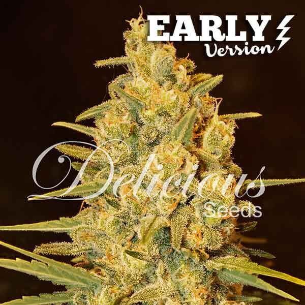 Critical Sensi Star Early Version - Alchimia