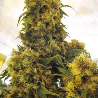 Critical Skunk - - Alchimia