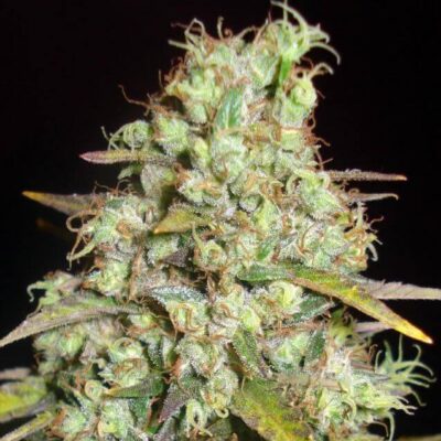 Critical Super Silver Haze - Alchimia
