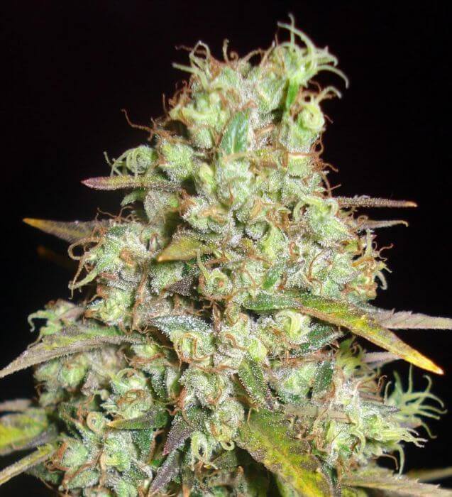 Critical Super Silver Haze - Alchimia