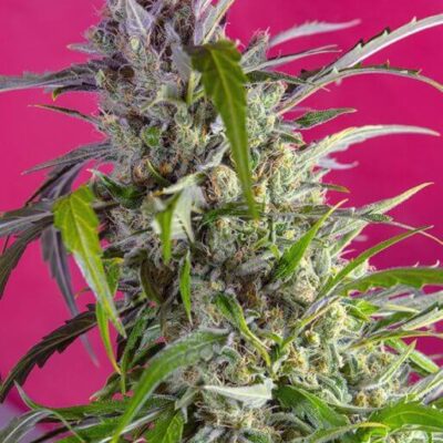 Crystal Candy Auto - Alchimia
