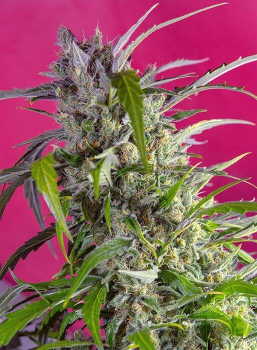 Crystal Candy Auto - Alchimia