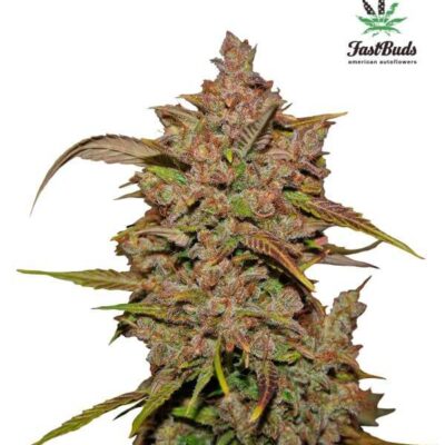 Crystal Meth Auto - Alchimia