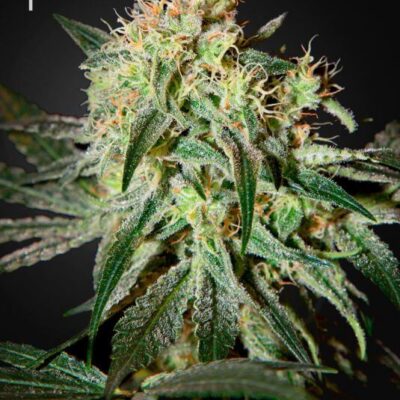 Damn Sour - Alchimia