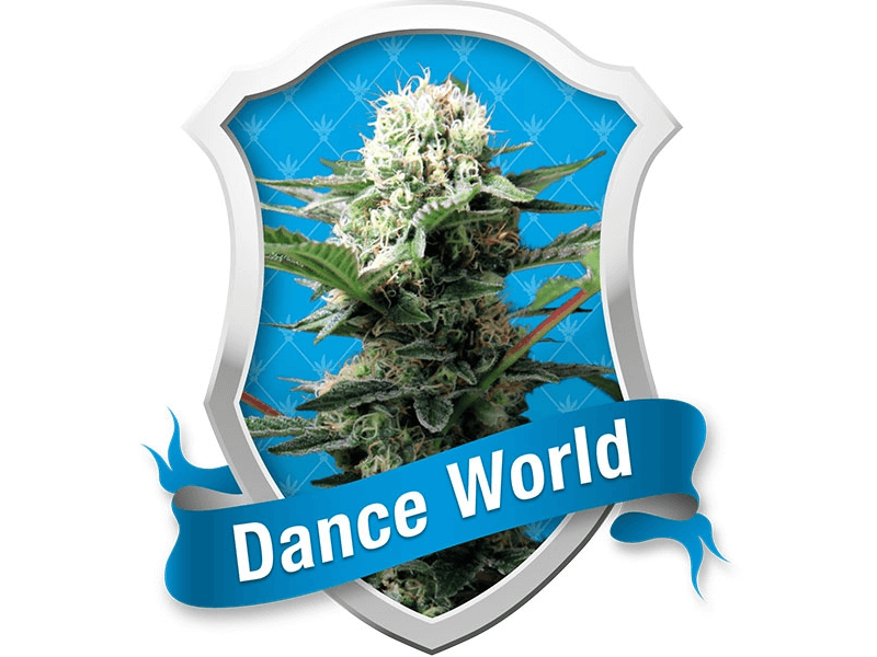 Dance World - Alchimia