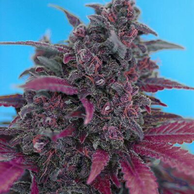 Dark Devil Auto - Alchimia