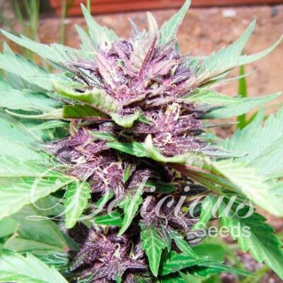 Dark Purple Auto - Alchimia