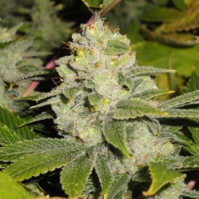 Deadhead OG - Alchimia