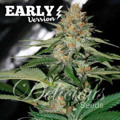 Delicious Candy Early - Alchimia
