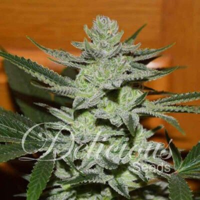 Desconocida Kush - Alchimia