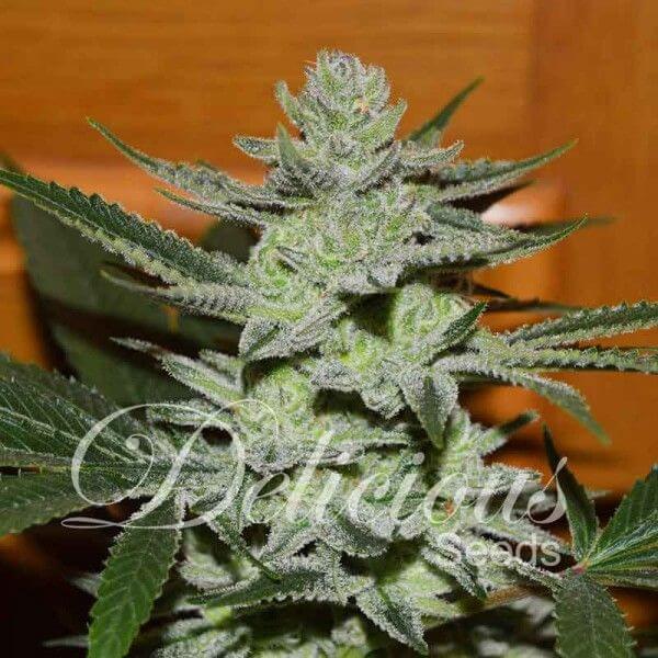 Desconocida Kush - Alchimia