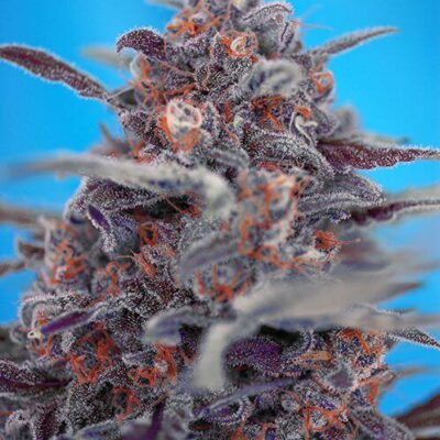 Devil Cream Auto - Alchimia