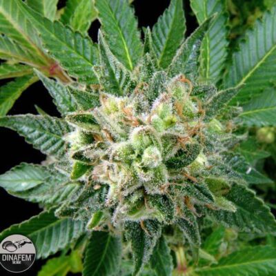 Diesel - Alchimia