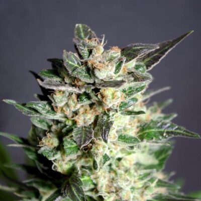 Diesel Glue - Alchimia