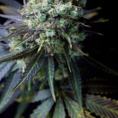 Dinamed CBD - Alchimia