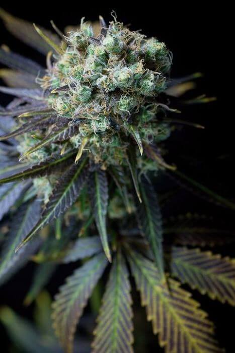 Dinamed CBD - Alchimia