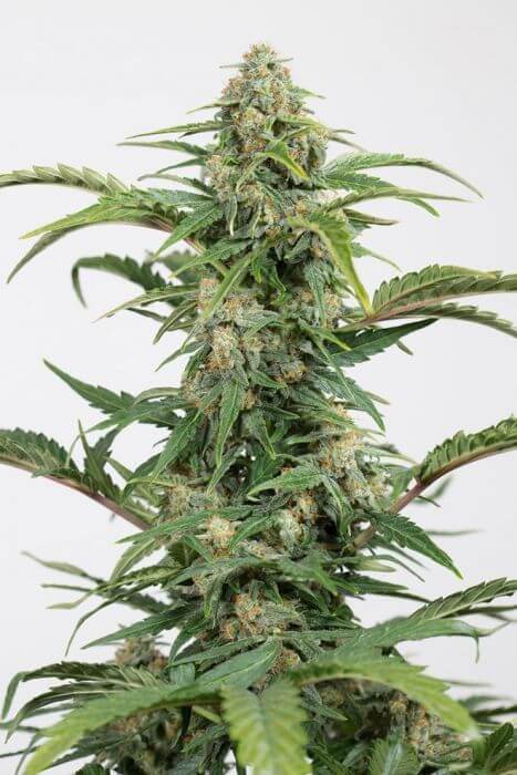 Dinamed CBD Auto - Alchimia