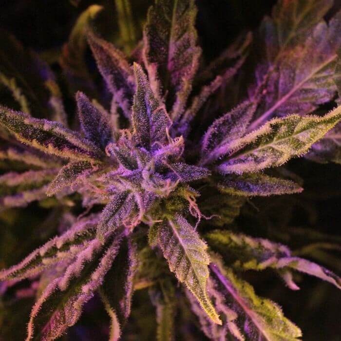 Doctor's Choice 1 - Alchimia