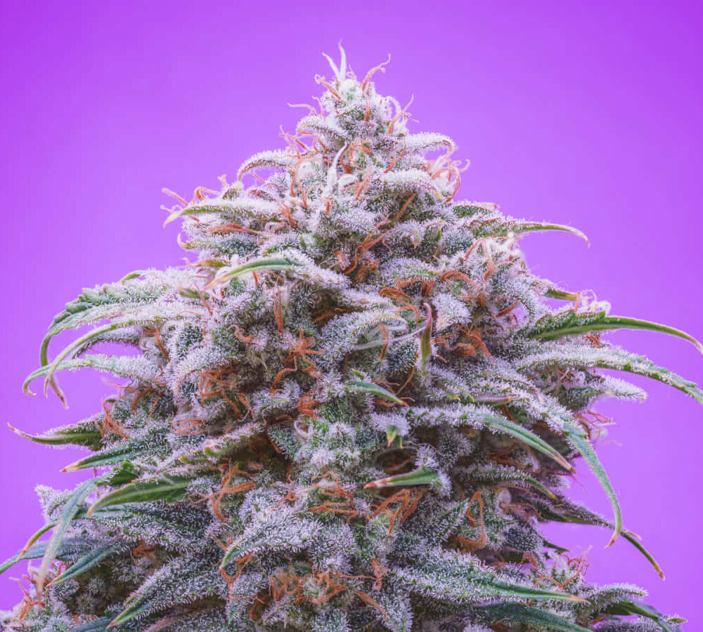Double Grape Auto - Alchimia