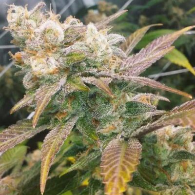 Dream Berry - Alchimia