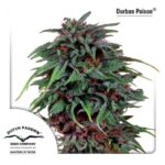 Durban Poison - Dutch Passion