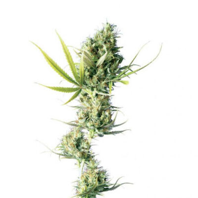 Durban - Regular - Alchimia