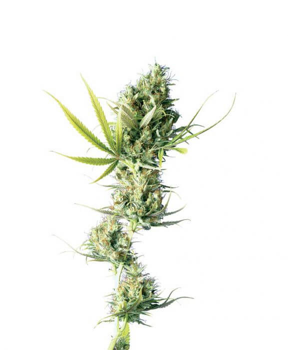 Durban - Regular - Alchimia