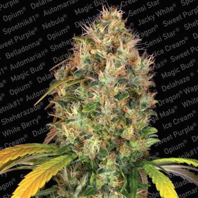 Dutch Kush - Alchimia