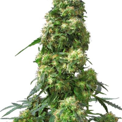 Early Skunk - Regular - Alchimia