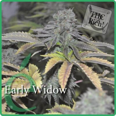 Early Widow - Alchimia