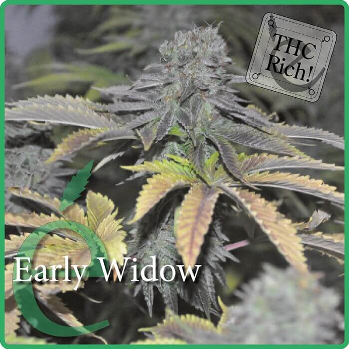 Early Widow - Alchimia