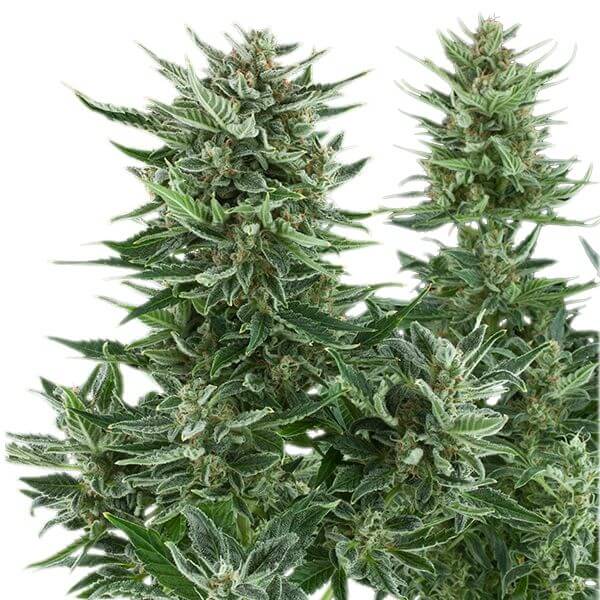Easy Bud - Alchimia
