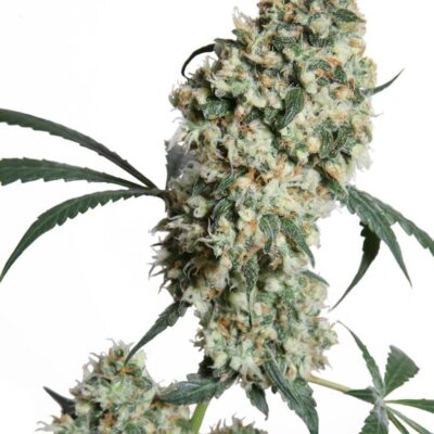 Ed Rosenthal Super Bud - Alchimia