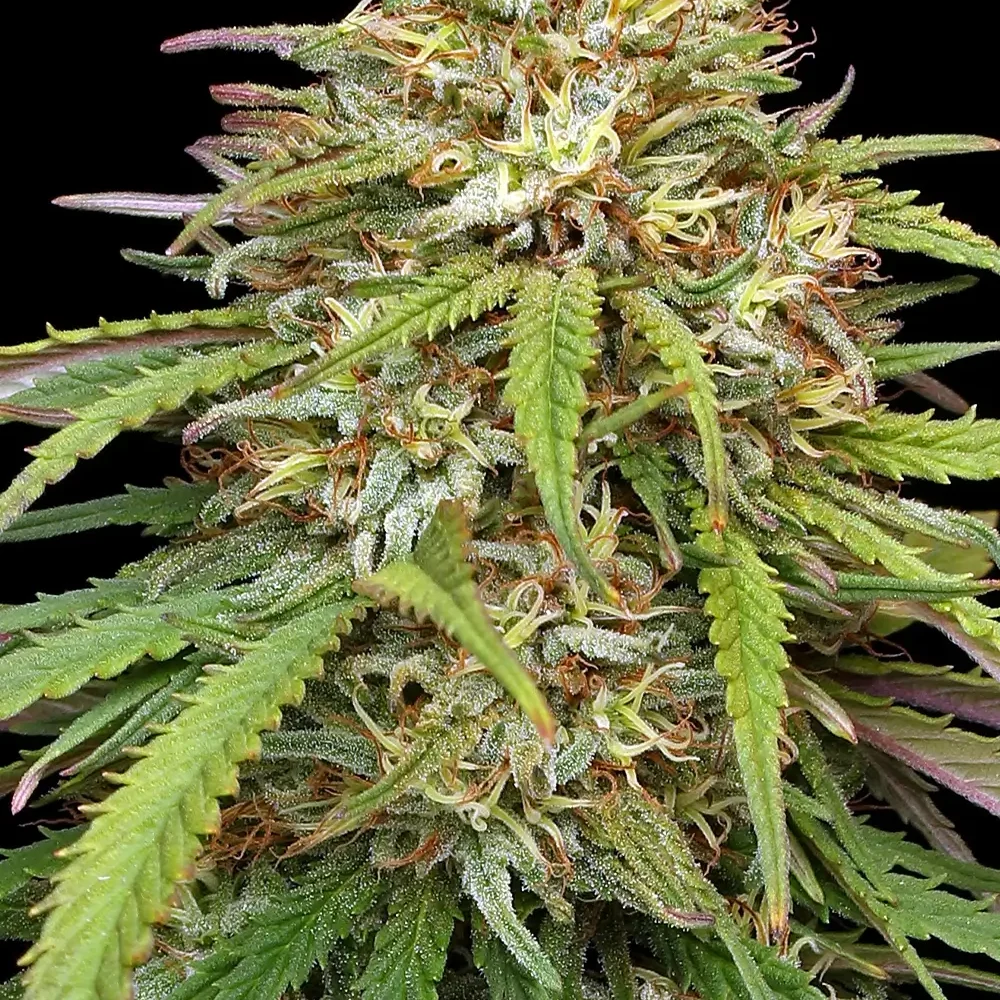 Ed Rosenthal's Super High Life - Alchimia