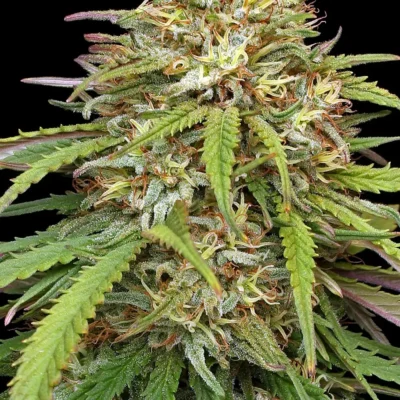 Ed Rosenthal's Super High Life - Alchimia
