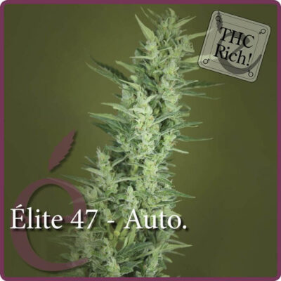 Elite 47 Auto - Alchimia