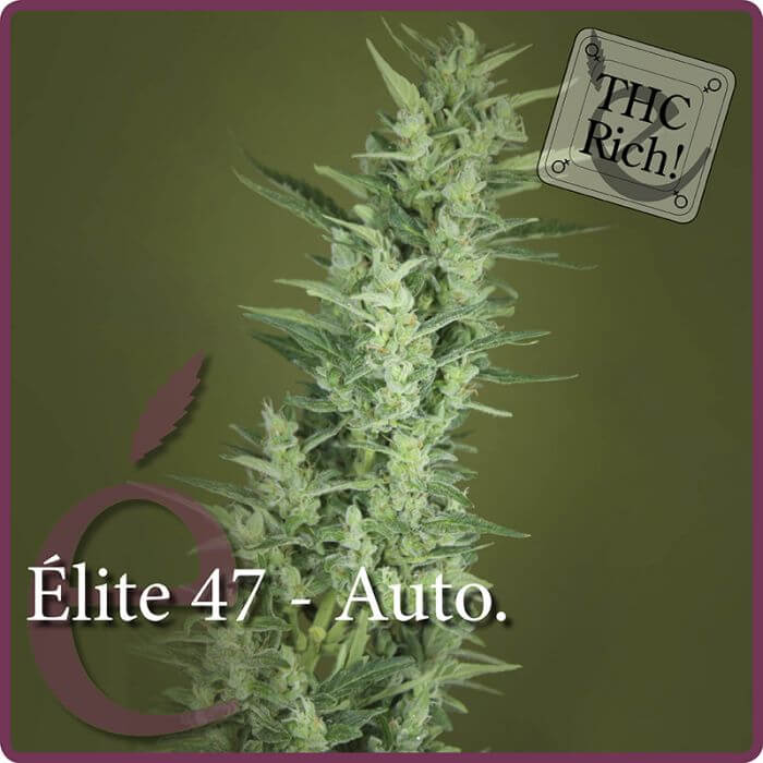Elite 47 Auto - Alchimia
