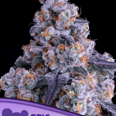 Epic Buzz Auto - Alchimia
