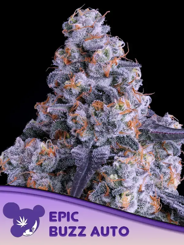 Epic Buzz Auto - Alchimia