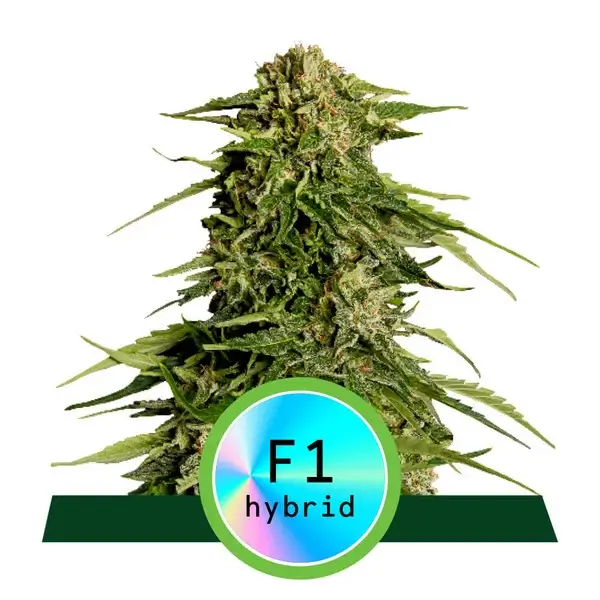 Epsilon F1 Auto - Alchimia