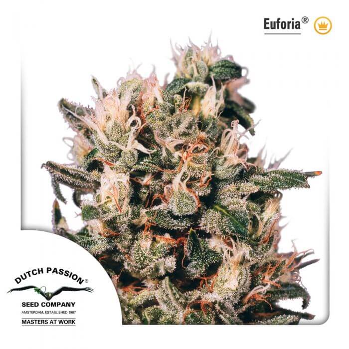 Euforia Regular - Alchimia