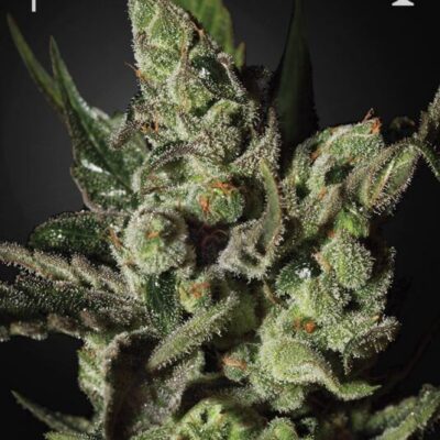 Exodus Cheese - Alchimia