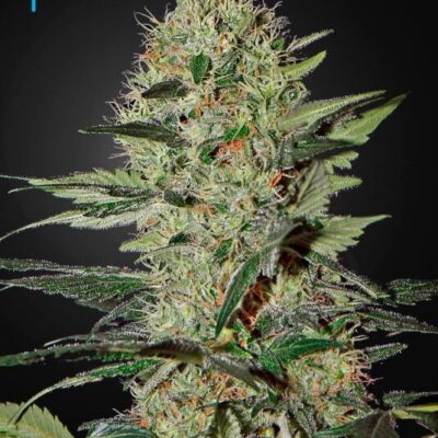 Exodus Cheese Auto - Alchimia