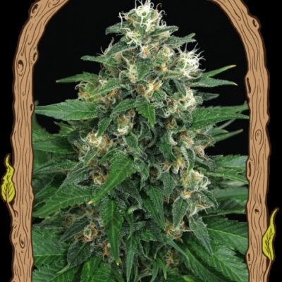 Exotic Thai - Alchimia
