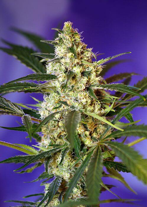 Fast Bud 2 Auto - Alchimia