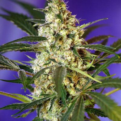 Fast Bud Auto - Alchimia