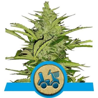 Fast Eddy CBD Auto - Alchimia