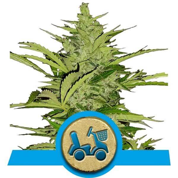 Fast Eddy CBD Auto - Alchimia